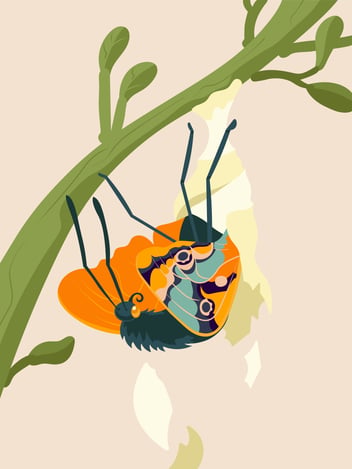 a butterfly coming out of cocoon
